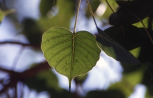 Bodhi leaf 1